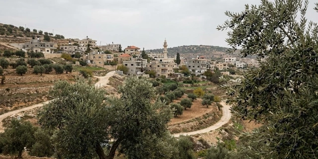 West Bank Village Faces Unpicked Olive Groves as Access Blocked by Settler Violence and Military Orders